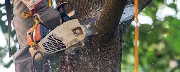 Best Lawn Renovation and Restoration  in Farmington, NM